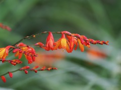 Crocosmia × crocosmiiflora