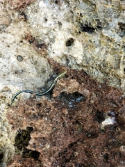 Cryptoblepharus africanus