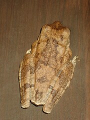 Boana pugnax