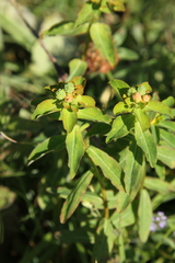 Euphorbia verrucosa