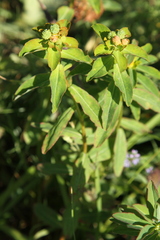 Euphorbia verrucosa