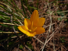 Crocus flavus