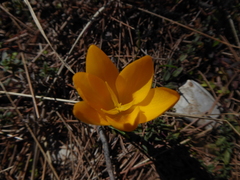 Crocus flavus