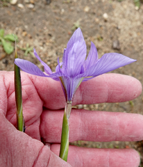 Moraea polystachya