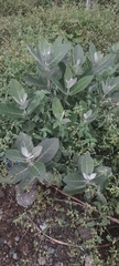 Calotropis