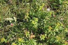 Euphorbia verrucosa