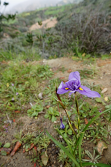 Moraea polystachya