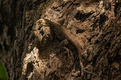 Agama agama
