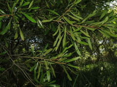 Pouteria salicifolia