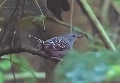 Willisornis vidua