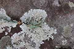 Heterodermia albicans