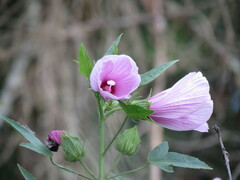 Hibiscus striatus