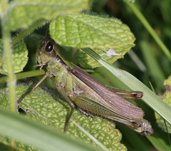 Mecostethus parapleurus