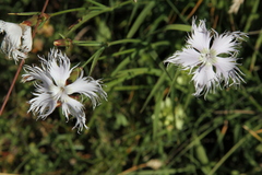 Dianthus hyssopifolius