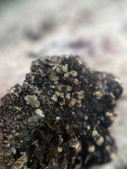 Phaeorrhiza sareptana