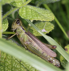 Mecostethus parapleurus