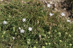 Dianthus hyssopifolius