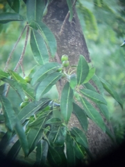 Sideroxylon foetidissimum