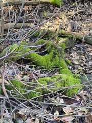 Funaria hygrometrica