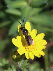 Lasioglossum marginatum