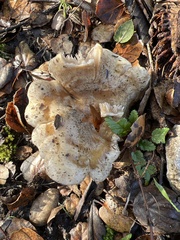Lactarius alnicola