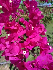 Bougainvillea spectabilis