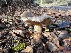 Lactarius alnicola