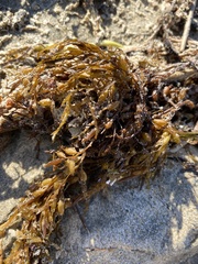 Sargassum horneri