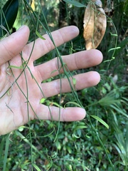 Orthosia scoparia