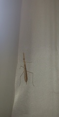 Eumusonia