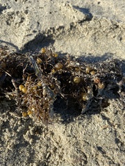 Sargassum palmeri