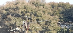 Vachellia leucophloea