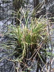 Carex comosa