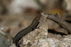 Algyroides fitzingeri