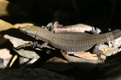 Algyroides fitzingeri