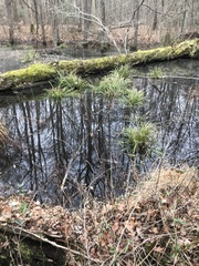 Carex comosa