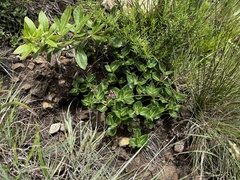Xysmalobium parviflorum