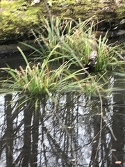 Carex comosa