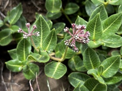 Xysmalobium parviflorum