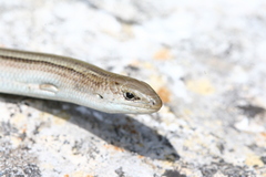 Chalcides chalcides