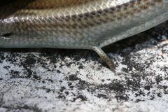 Chalcides chalcides