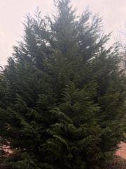 Cupressus nootkatensis