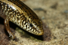 Chalcides ocellatus