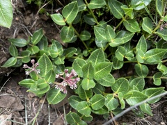 Xysmalobium parviflorum