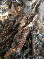 Pseudopolydesmus