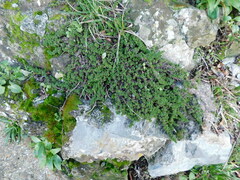 Thymus praecox
