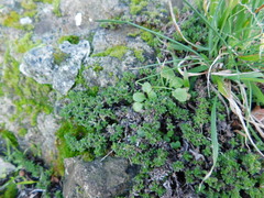 Thymus praecox