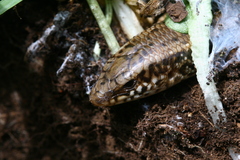 Chalcides ocellatus