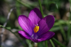 Crocus minimus