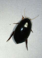 Megadytes